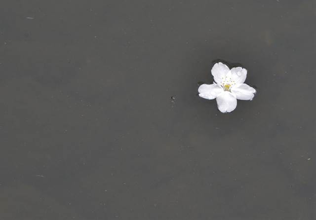 桜の花