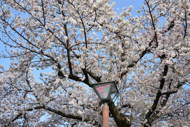 桜の花