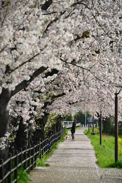 桜の花