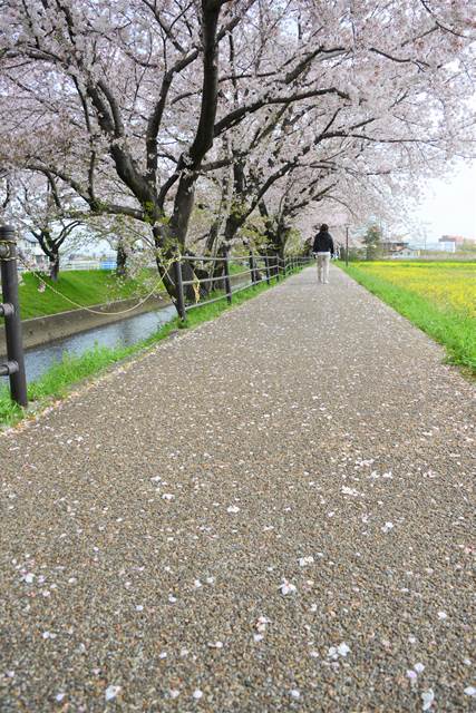 桜の花