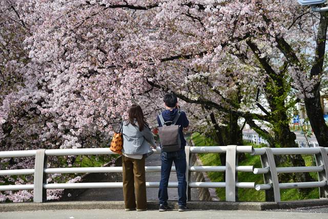 桜の花