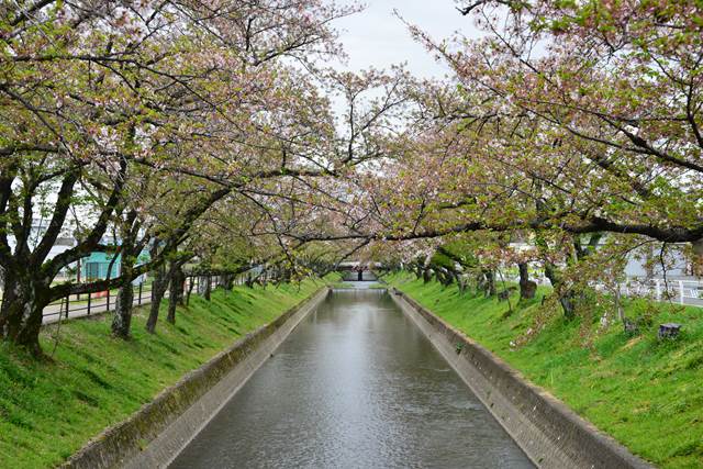 桜の花