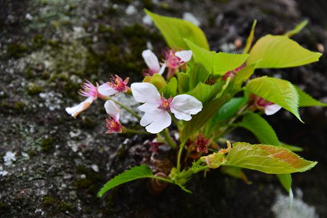 桜の花