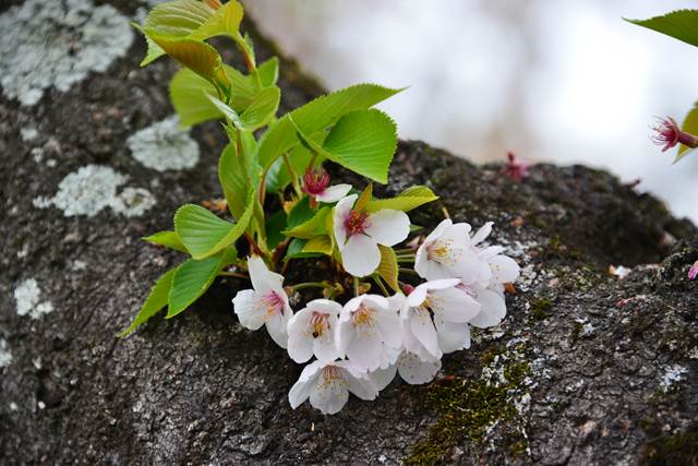 桜の花