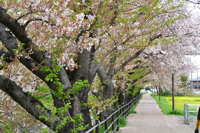 桜の花