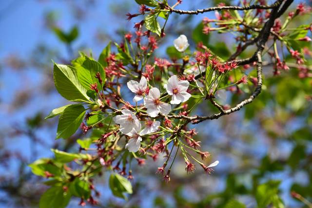 桜の花