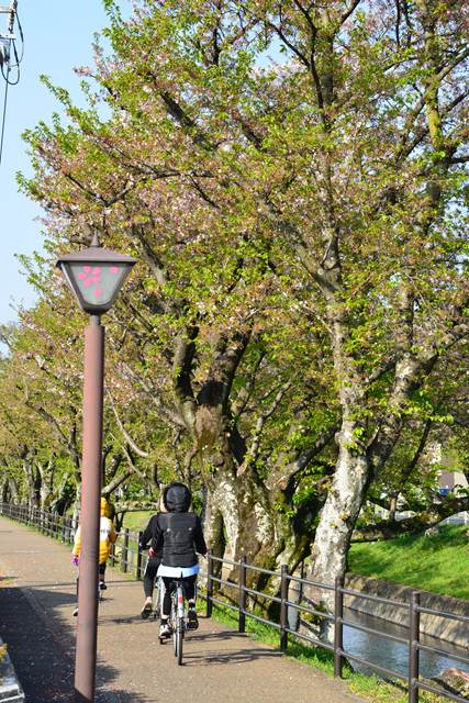 桜の花