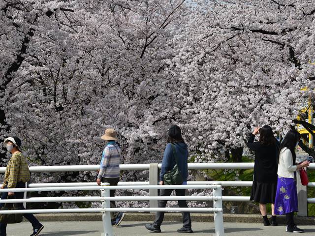 桜の花