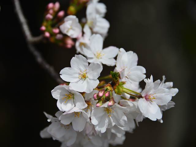 桜の花