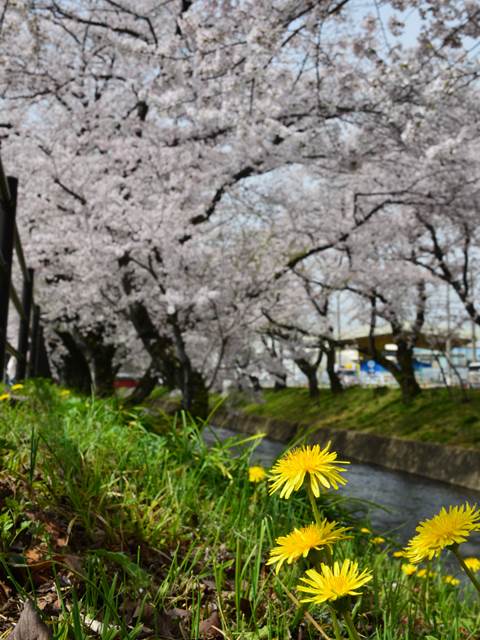 桜の花