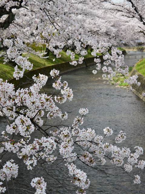 桜の花