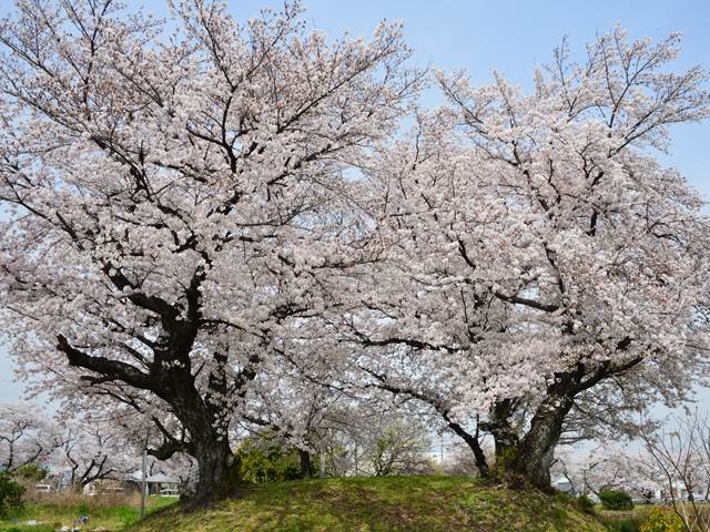 桜の花