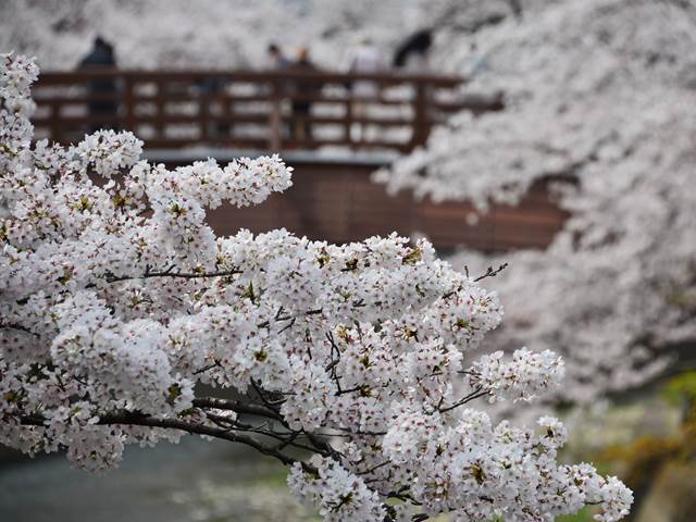 桜の花