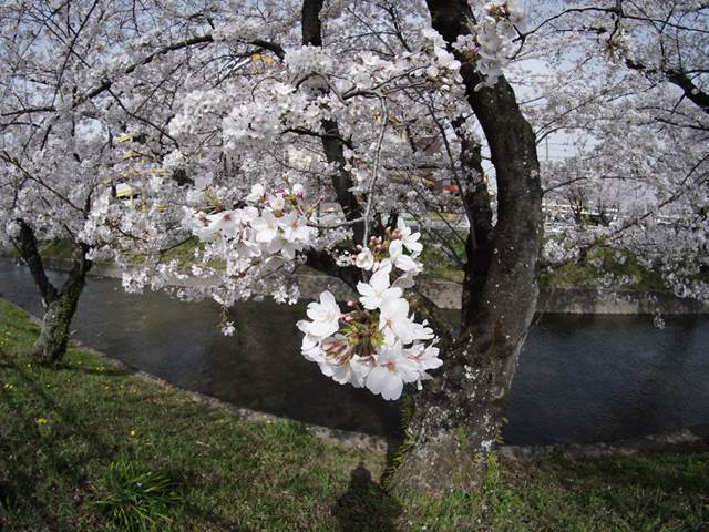 桜の花