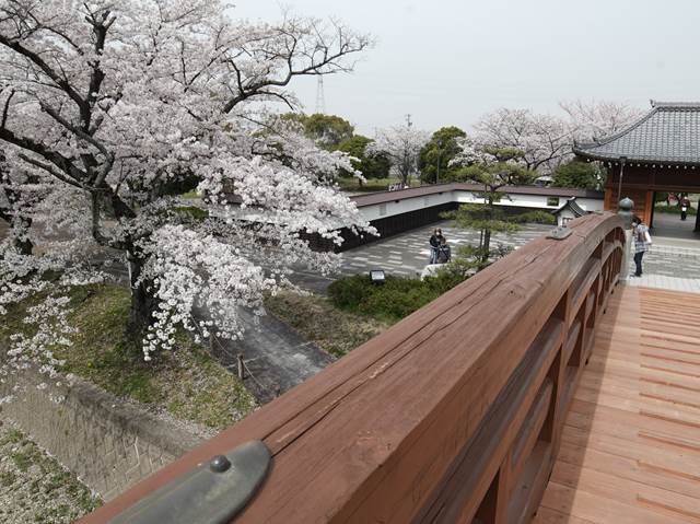 桜の花