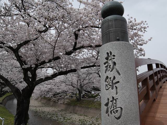 桜の花