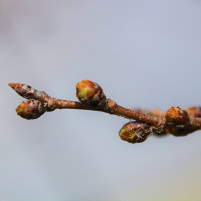 令和4年3月15日桜