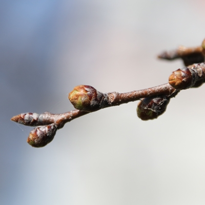 令和4年3月16日桜