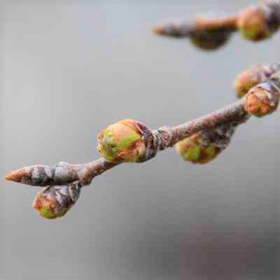 令和4年3月18日桜