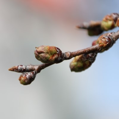 令和4年3月21日桜