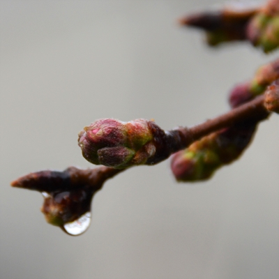 令和4年3月22日桜