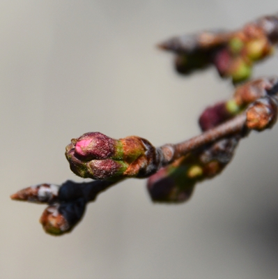 令和4年3月24日桜