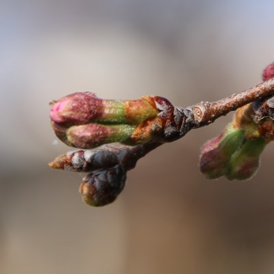 令和4年3月25日桜