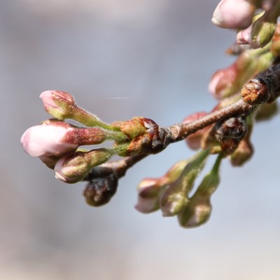 令和4年3月28日桜