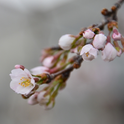 令和4年3月29日桜