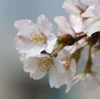 令和4年3月30日桜