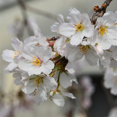 令和4年3月31日桜