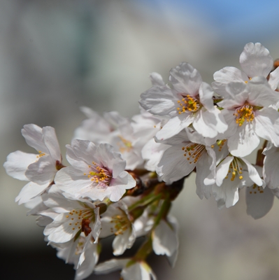 令和4年4月1日桜