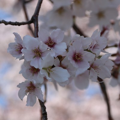 令和4年4月4日桜