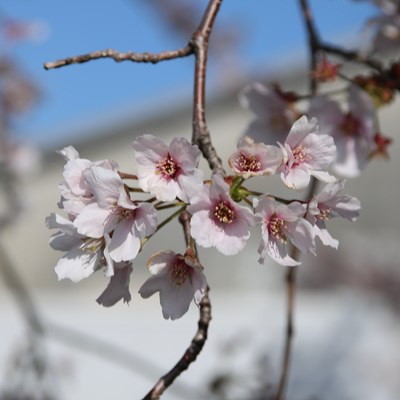 令和4年4月5日桜