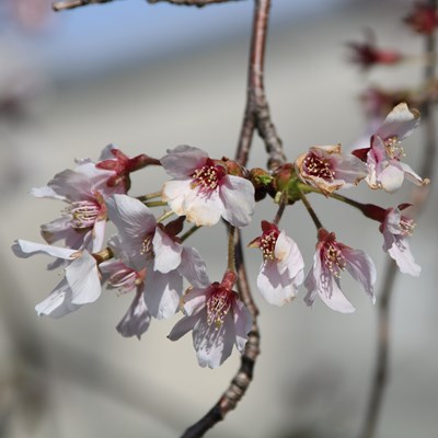 令和4年4月6日桜