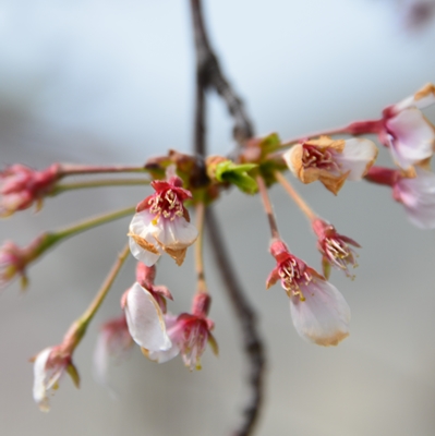 令和4年4月7日桜