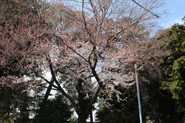 諏訪神社のさくら