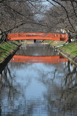 桜の花