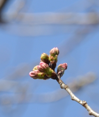 桜の花