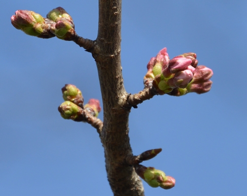 赤味を帯びた桜の花