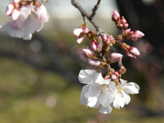 早咲きの桜の花