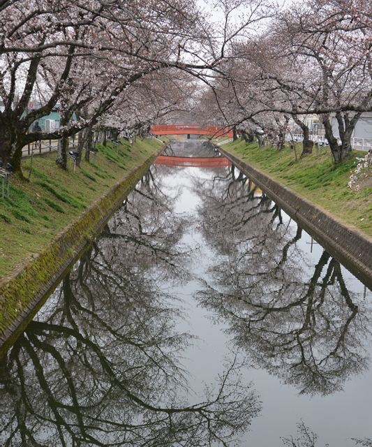 新田橋から花見橋を望む画像"