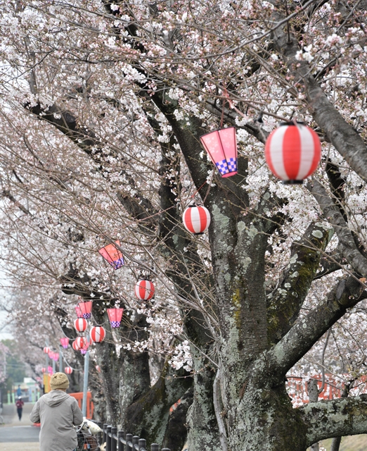 遊歩道沿いの開花状況画像