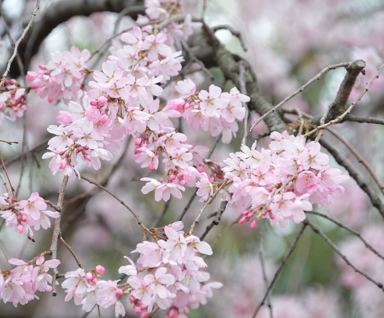 枝垂れ桜の画像