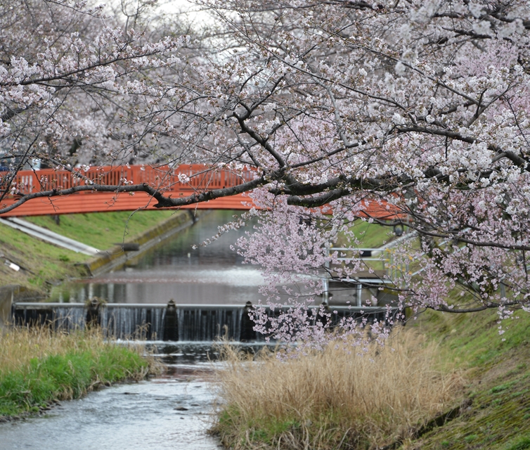 平和橋から花見橋方向の開花状況画像