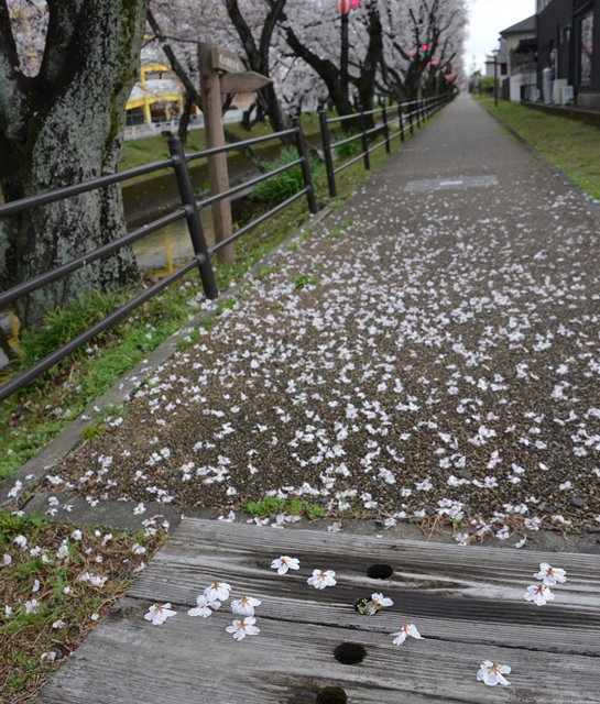 遊歩道に鳥がついばみ落下した花の画像