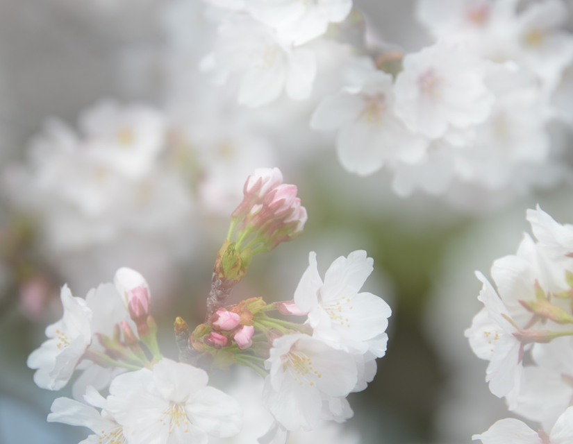 長年橋から多重露出でぼかした花のアップ