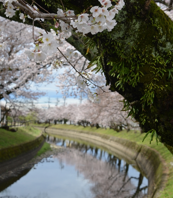 長年橋から下流を望む