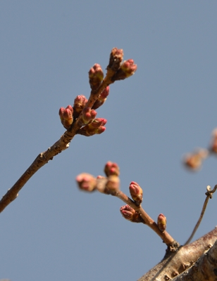 桜の花