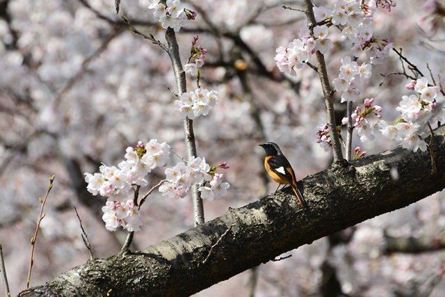 桜の花